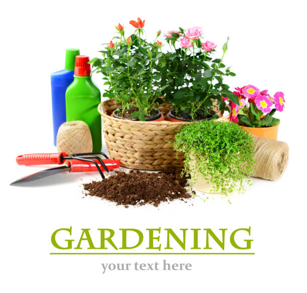 istock beautiful flowering plants and flowers in flower pots 1247802471