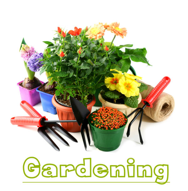 beautiful flowering plants and flowers in flower pots