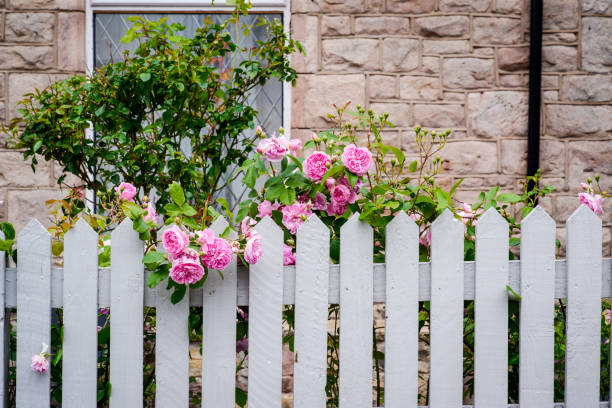 Pink and red roses growing in a garden on a white picket fence on Cape Cod, Massachusetts.