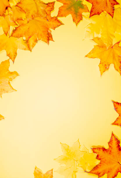 istock Frame of beautiful fall maple leaves on yellow background. Vertical orientation. 1247803125