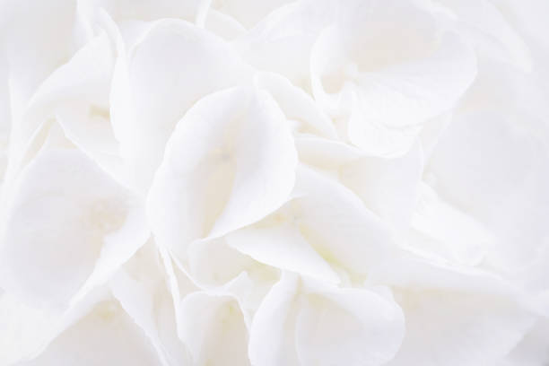 Isolated blooming magnolia flower, white background