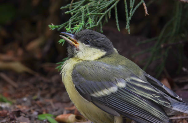 istock Great tit bird in confusion 1247805869