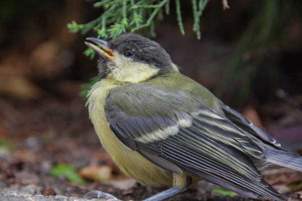 istock Young Great tit bird in confusion 1247805898