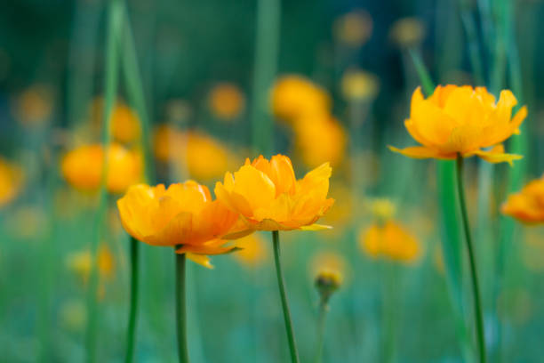 istock Three yellow beautiful flowers on a green background in the sun 1247807034