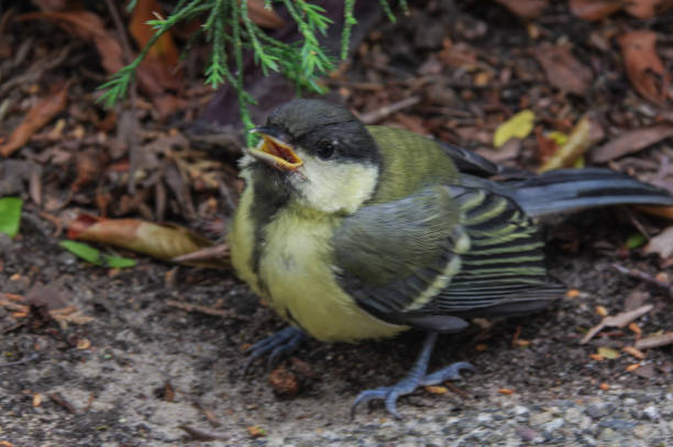 istock Young Great tit bird in confusion 1247807038