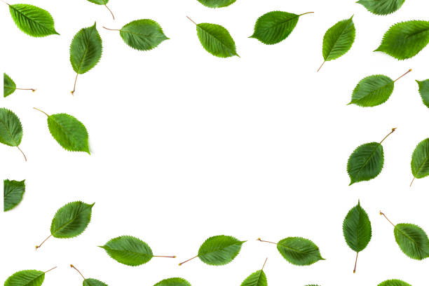istock Green leaves cut out as a frame border 1247807728