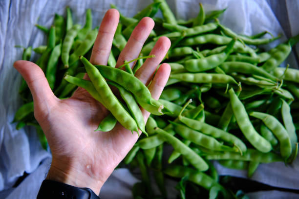 istock Pile of Green Beans 1247808125