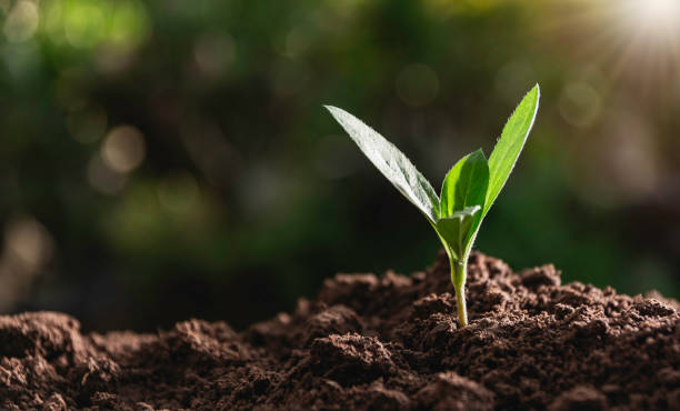istock Seedling and plant growing in soil and copy space for insert text 1247809799