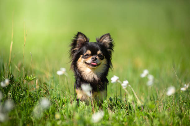 sommer. ein chihuahua-hund auf einer sonnigen lichtung. heißer tag. - schoßhund stock-fotos und bilder