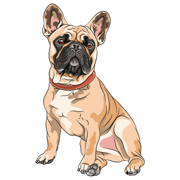 ilustraciones, imágenes clip art, dibujos animados e iconos de stock de vector fawn perro francés bulldog - molosser