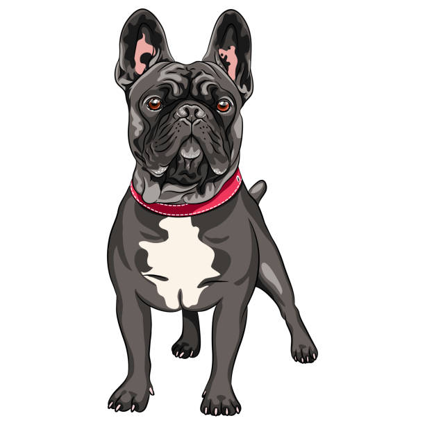 ilustraciones, imágenes clip art, dibujos animados e iconos de stock de vector negro perro francés bulldog - molosser