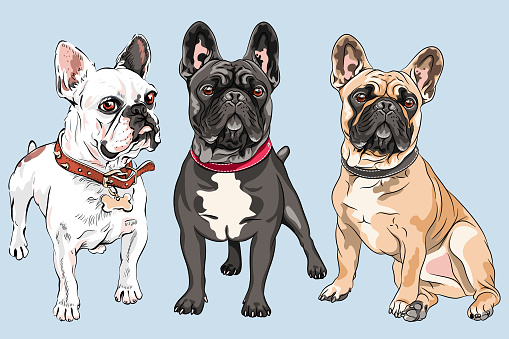 Vector set of white, fawn and black dogs French Bulldog breed, the most common colouring