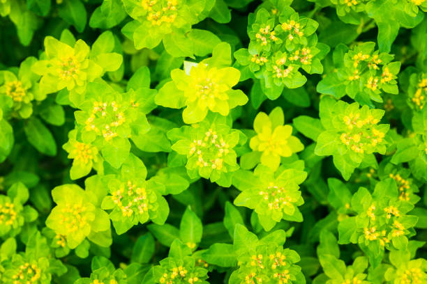istock Blooming Euphorbia in the garden 1247812775