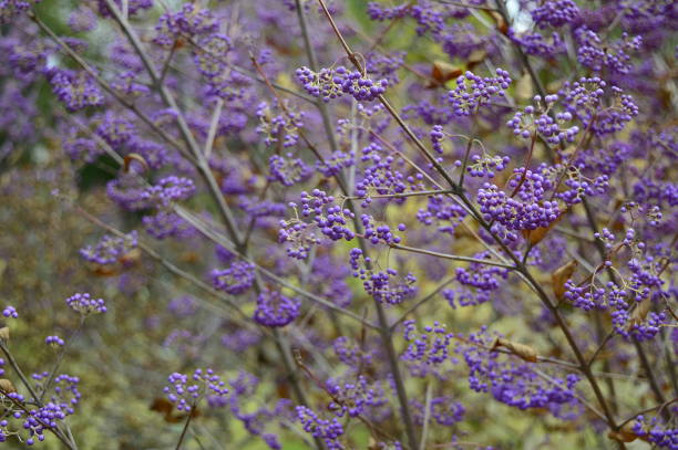 Closeup Callicarpa Giraldii known as beautyberry with blurred background in fall garden