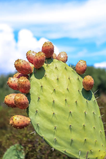 istock Indian fig opuntia cactus. Prickly pears by the Mediterranean Sea. 1247815367