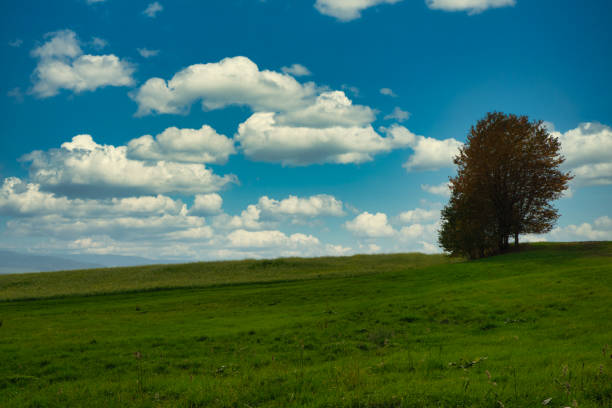 istock meadow in the summer 1247816387