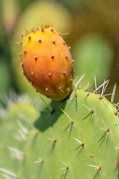 istock Indian fig opuntia cactus. Prickly pears by the Mediterranean Sea. 1247826824