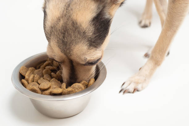 istock Dog eats feed from a bowl, enjoys delicious food 1247827445