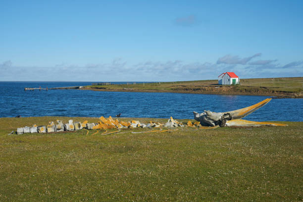 istock Whale bones on the Falklands 1247827841
