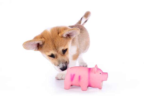 istock Welsh corgi Pembroke pup with a toy pig, on a white Background 1247828082