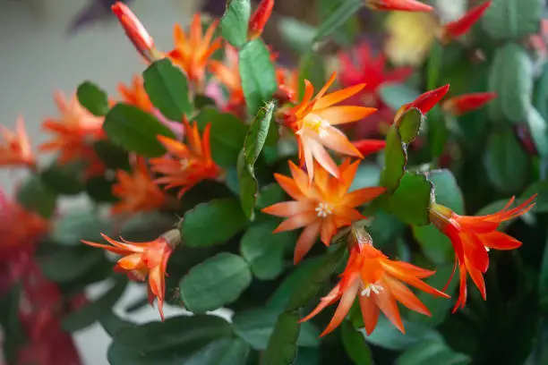 schlumbergera plant in blossom with red and pink flowers