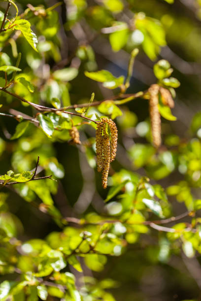 istock Young leaves of birch branch at springtime 1247829345