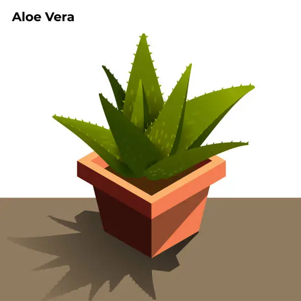 Vector illustration of Aloe Vera Illustration. Air Purifying Plant illustration on White Background. Vector Stock Illustration