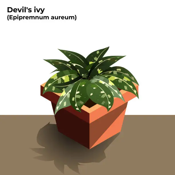 Vector illustration of Devil's Ivy Illustration. Epipremnum aureum. Air Purifying Plant illustration on White Background. Vector Stock Illustration