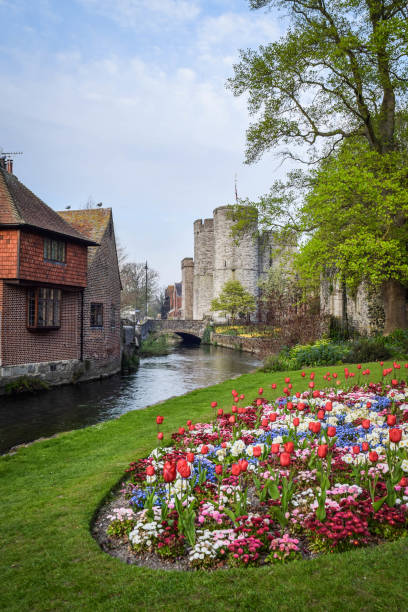 Tulips in Westgate Towers and Gardens, Canterbury