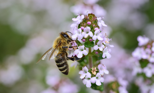 Close-up of a honeybee collecting pollen from a flowering marjoram plant in May