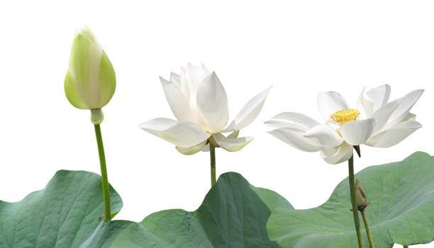 A white lotus flower with leaf isolated white A white lotus flower with leaf isolated white white lotus stock pictures, royalty-free photos & images
