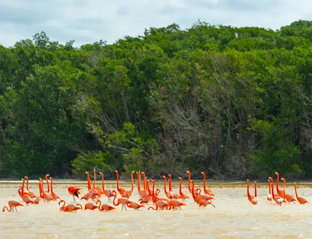A flock of American Flamingo (Phoenicopterus ruber) in a mangrove forest, Celestun Biosphere Reserve, Yucatan Peninsula, Mexico.