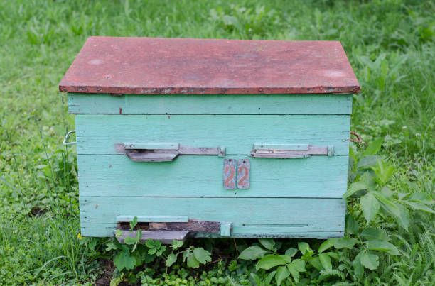 istock Wooden beehive. House for the bees. Apiary. 1247841661