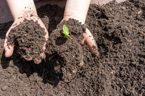istock Selective focus on Little seedling in black soil on child hand. 1247843026