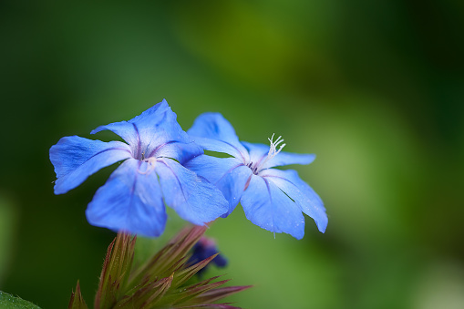 Close up of group of blue Clusius' gentian (Gentiana clusii) flowers