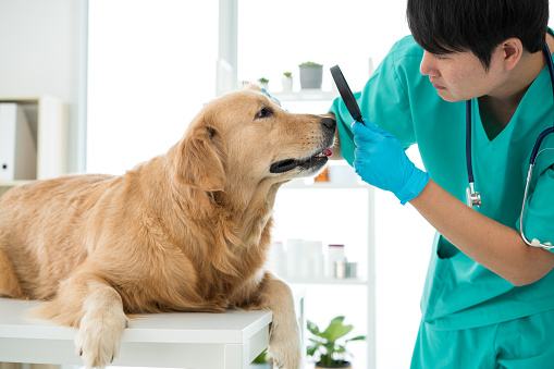 The vet is checking the eyes of the Golden Retriever dog in the hospital examination room.