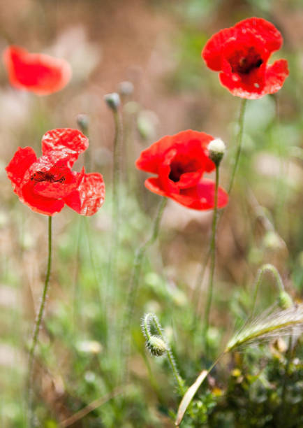 istock Red poppy flowers in the field. 1247846424