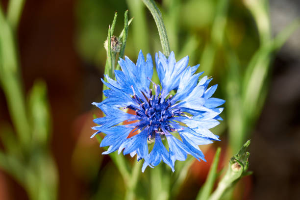 istock Blue Cornflower flower - Latin name - Cyanus segetum Centaurea cyanus 1247851249