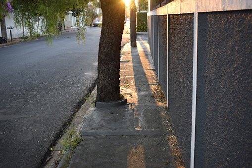 Sunset in concrete sidewalk. Twilight in street. Dawn behind tree trunk