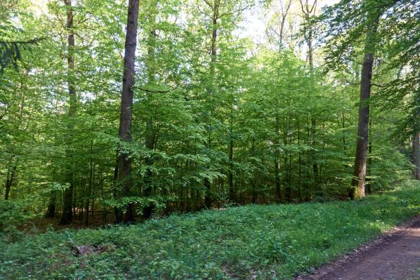 istock Hiking on a forest path in the Vulkaneifel, Germany. 1247857272