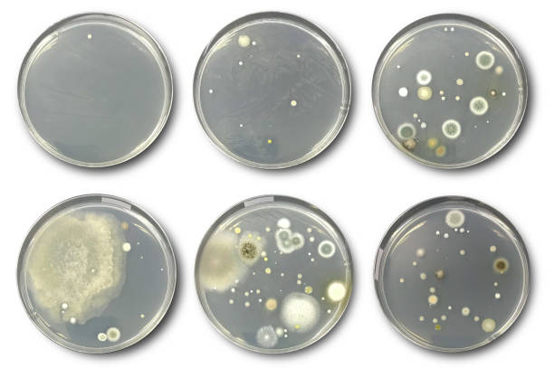 空気から分�離された寒天プレート上の細菌 - bacterial colonies ストックフォトと画像