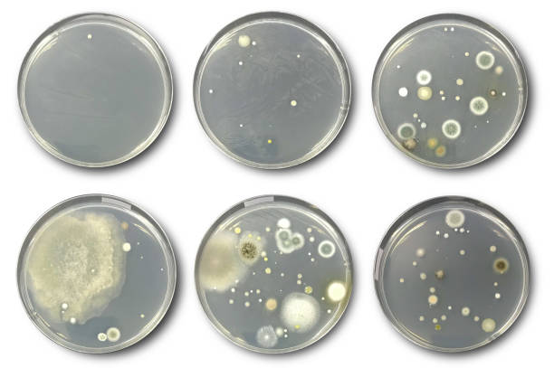 bacteria on agar plate isolated from air - bacterial colonies imagens e fotografias de stock