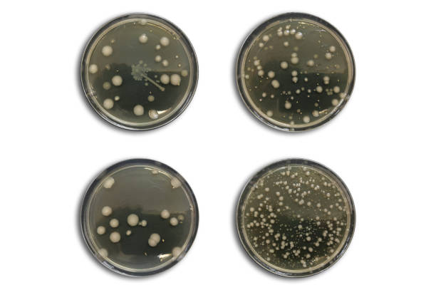 空気から分離された寒天プレート上の細菌 - bacterial colonies ストックフォトと画像