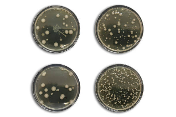 bacteria on agar plate isolated from air - bacterial colonies imagens e fotografias de stock
