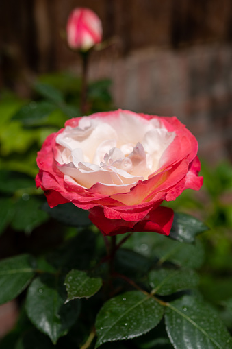 Blossom of white red Hybrid tea nostalgie or double delight florist garden rose close up