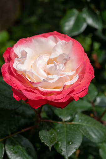 Blossom of white red Hybrid tea nostalgie or double delight florist garden rose close up