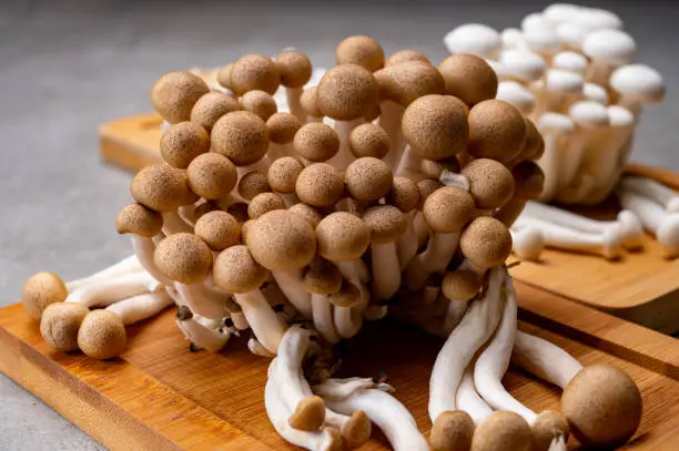 Fresh uncooked buna brown and bunapi white shimeji edible mushrooms from Asia, rich in umami tasting compounds such as guanylic and glutamic acid