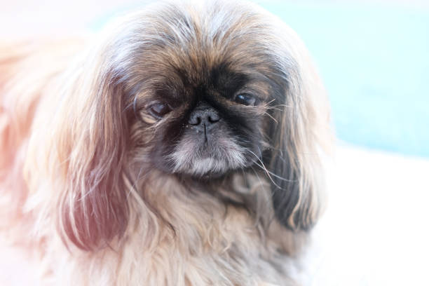 istock beautiful Pekingese dog looking at camera. 1247872339