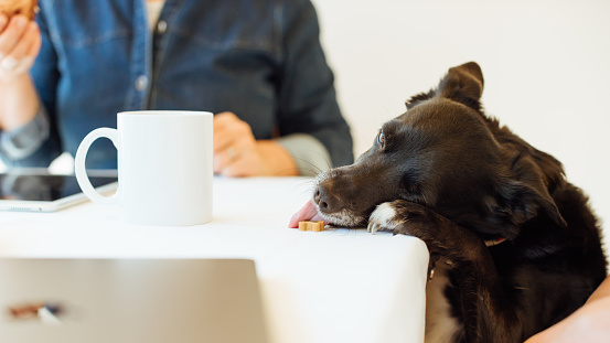 Little dog eating a snack from table while owners having breakfast in the morning. Cropped image, focus on dog