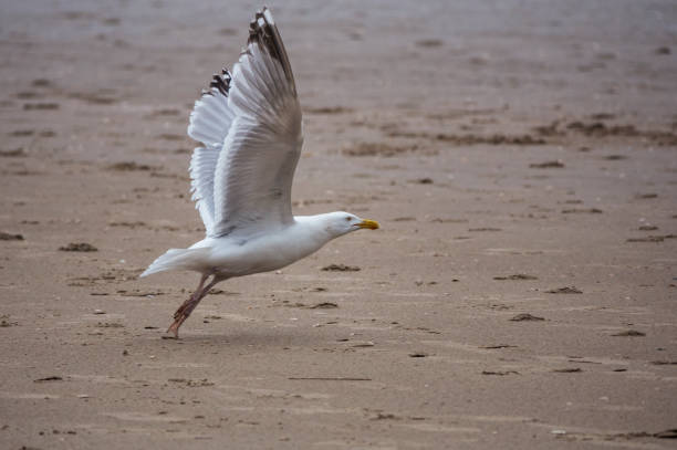 istock Seagull standing on the beach with shells all around it 1247877341